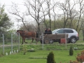 IMG_9118-Copy